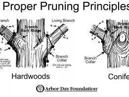 Proper Pruning Principles